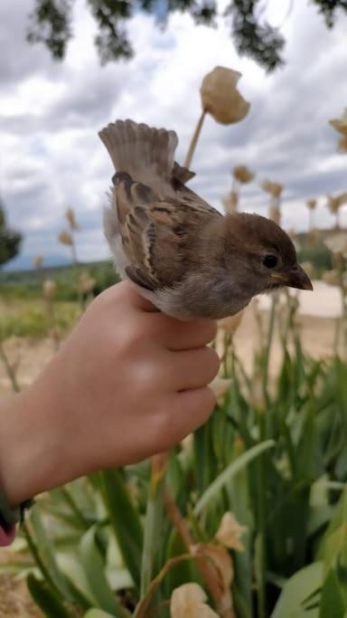 El Telar Arte Y Naturaleza Prádena Eksteriør billede